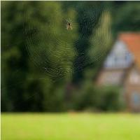 Morgens, abends oder nachts eine Spinne sehen: Volkszeichen