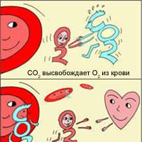 Terdiri dari apakah molekul hemoglobin?