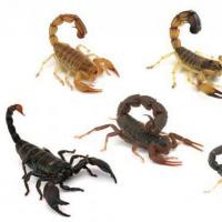 Skorpion: huvitavad faktid, fotod ja lühikirjeldus Väike putukas jões näeb välja nagu skorpion