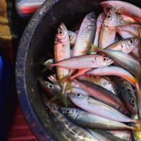 How long to smoke Black Sea horse mackerel