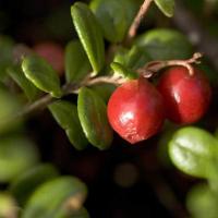 Οδηγός για τα μούρα του φθινοπώρου: Lingonberries, viburnum, sea buckthorn και άλλες βόμβες βιταμινών Πόσο σίδηρο υπάρχει στα cranberries, lingonberries, viburnum