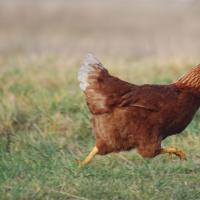 Traumdeutung: Huhn im Traum mit Hühnern, gekocht oder gerupft