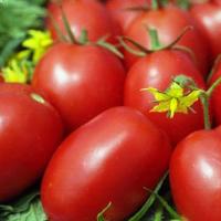Ist es möglich, Kirschtomaten und andere Tomaten für den Winter im Gefrierschrank einzufrieren?