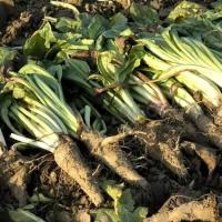 Выращивание цикория, свойства цикория
