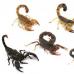 Scorpio: fakta menarik, foto, dan deskripsi singkat Seekor serangga kecil di sungai tampak seperti kalajengking