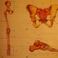 Скелет на долния крайник, структура Определение на крайника