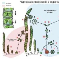 Bryophytes Div.  Bryophyta.  Сфагнум мъх: описание, жизнен цикъл, приложение Схема на развитие на мъхове