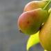 Seeing large ripe pear fruits in a dream: meaning