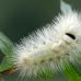 Why do you dream about a caterpillar according to the dream book?